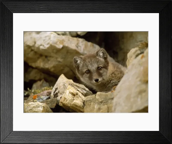Framed Print : Picture No. 10857144 Framed Print : Picture No. 10857144