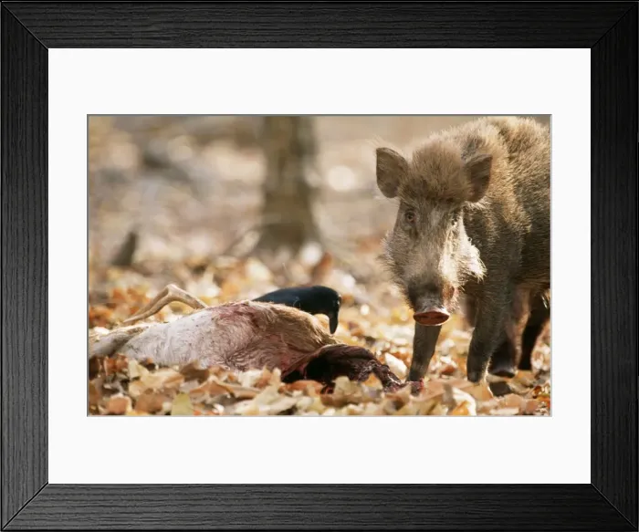 Framed Print : Picture No. 10857191 Framed Print : Picture No. 10857191