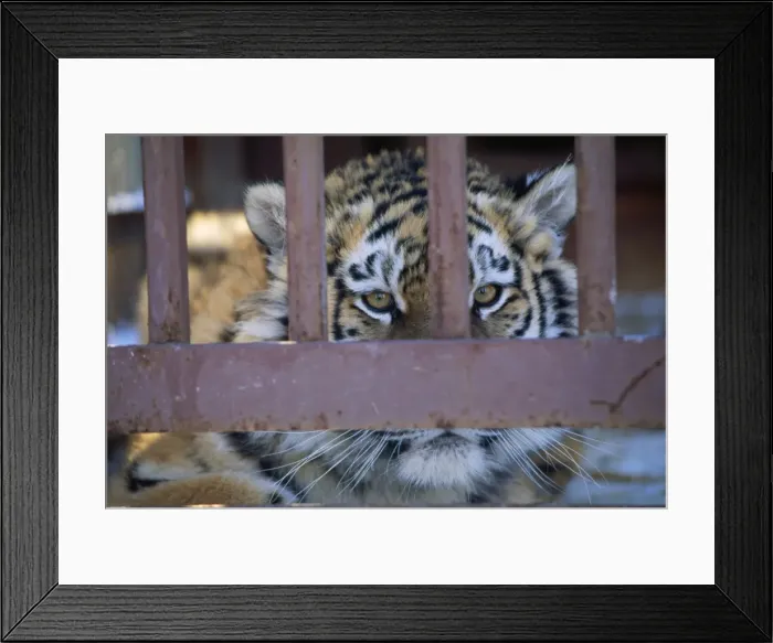 Framed Print : Picture No. 10857169 Framed Print : Picture No. 10857169