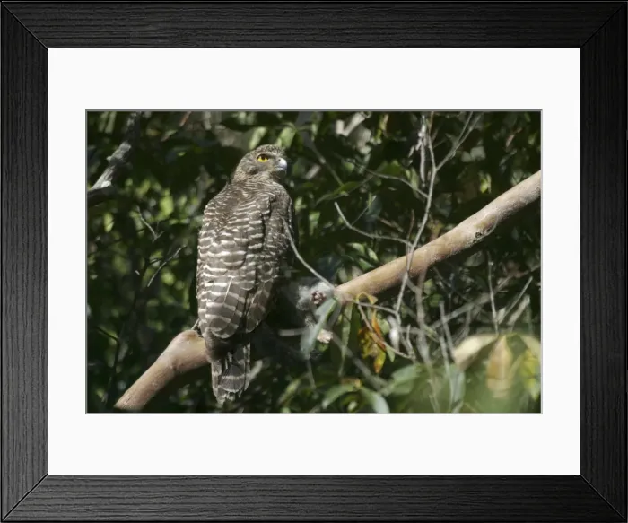 Framed Print : Picture No. 10857983 Framed Print : Picture No. 10857983