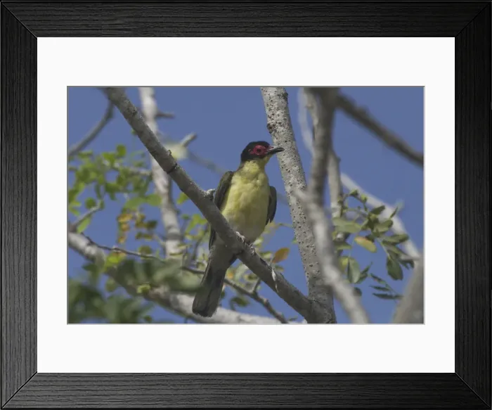 Framed Print : Picture No. 10858122