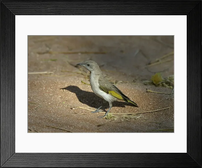 Framed Print : Picture No. 10858148 Framed Print : Picture No. 10858148