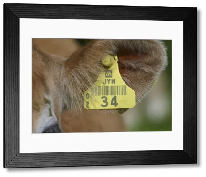 Framed Print : Picture No. 10858171 Framed Print : Picture No. 10858171