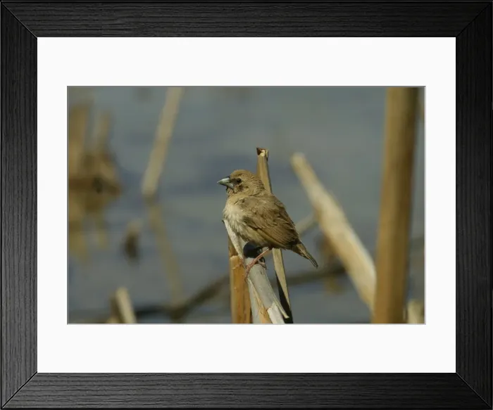 Framed Print : Picture No. 10858112 Framed Print : Picture No. 10858112