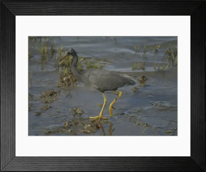 Framed Print : Picture No. 10858120 Framed Print : Picture No. 10858120