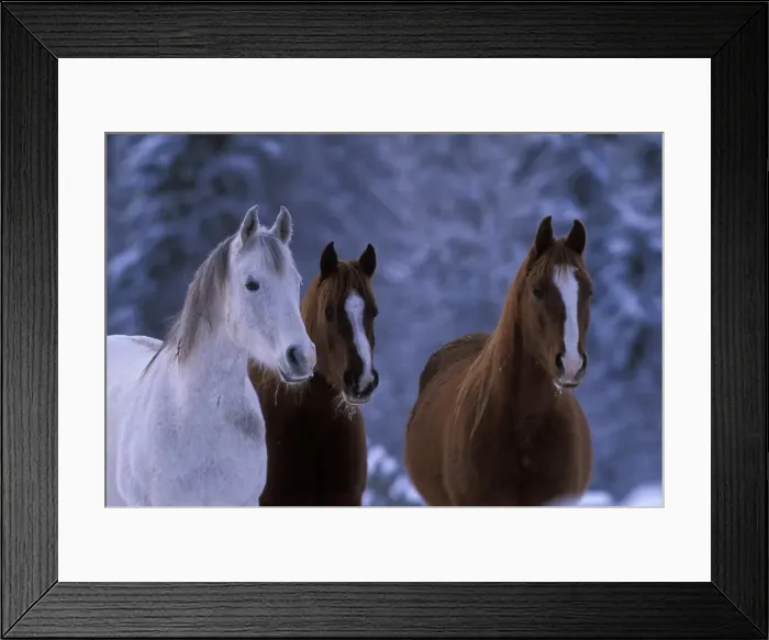 Framed Print : Picture No. 10858249 Framed Print : Picture No. 10858249