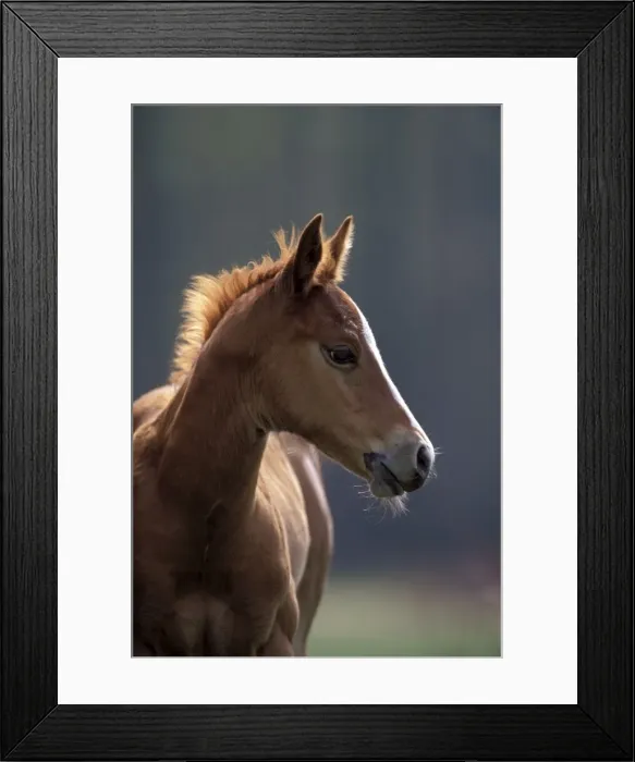 Framed Print : Picture No. 10858251 Framed Print : Picture No. 10858251