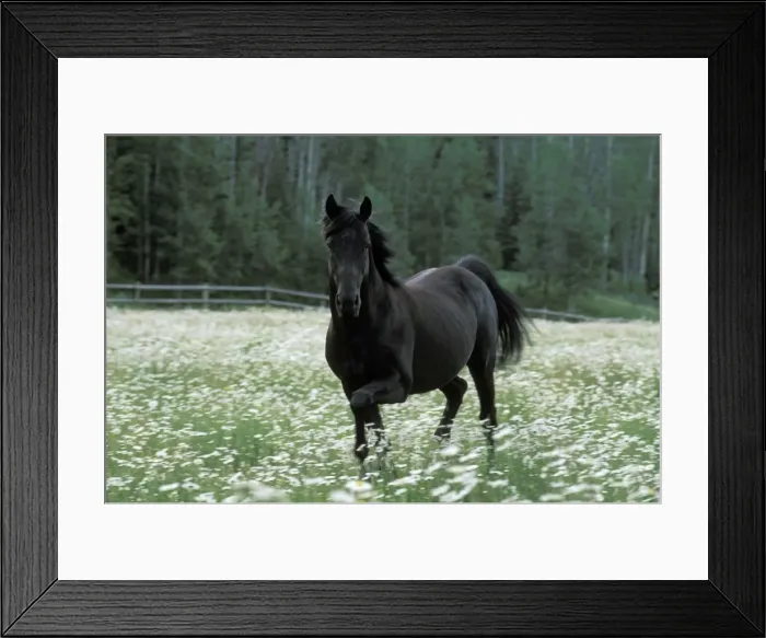 Framed Print : Picture No. 10858247 Framed Print : Picture No. 10858247