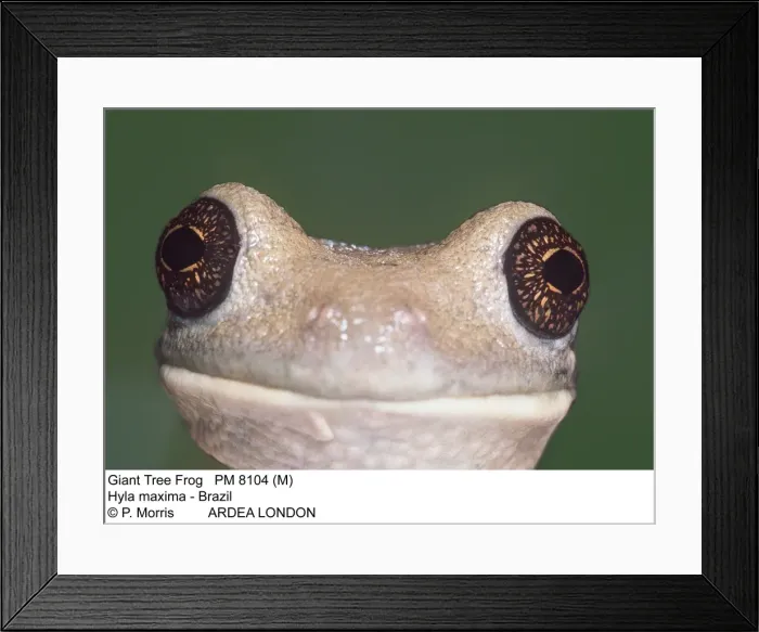 Framed Print : Picture No. 10858261 Framed Print : Picture No. 10858261