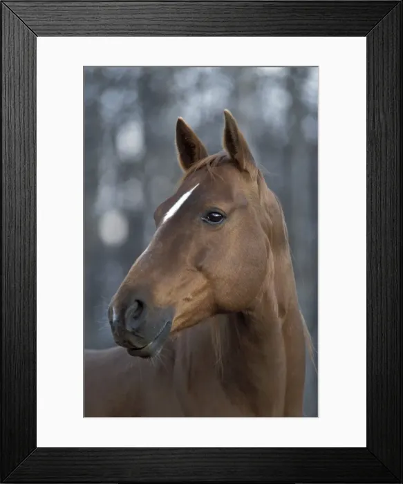 Framed Print : Picture No. 10858248