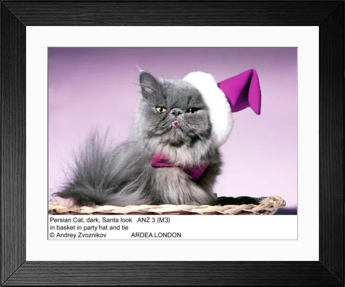 Framed Print : Picture No. 10858260 Framed Print : Picture No. 10858260