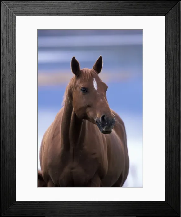 Framed Print : Picture No. 10858250 Framed Print : Picture No. 10858250