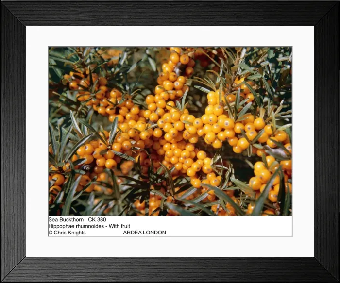 Framed Print : Picture No. 10858263