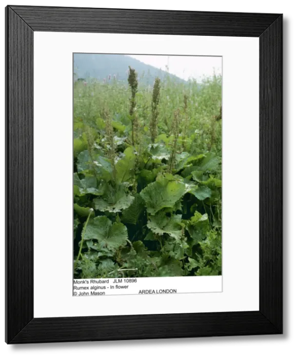 Framed Print : Picture No. 10858264 Framed Print : Picture No. 10858264