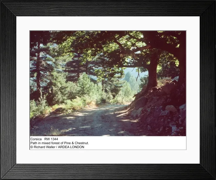 Framed Print : Picture No. 10858269 Framed Print : Picture No. 10858269