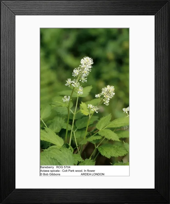 Framed Print : Picture No. 10858267 Framed Print : Picture No. 10858267