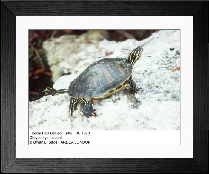 Framed Print : Picture No. 10858266 Framed Print : Picture No. 10858266