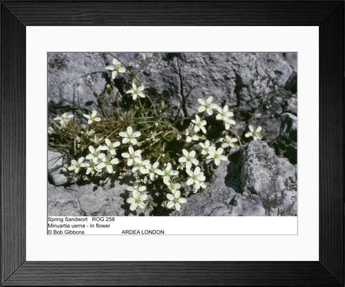 Framed Print : Picture No. 10858268 Framed Print : Picture No. 10858268