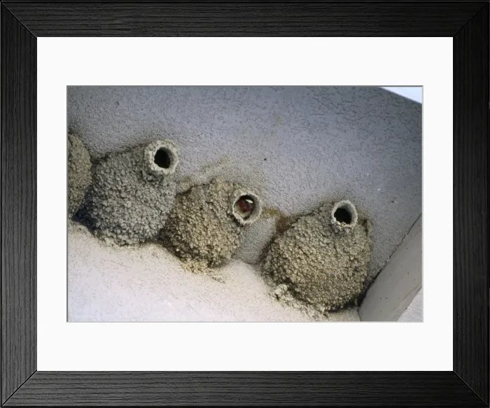 Framed Print : Picture No. 10858401 Framed Print : Picture No. 10858401