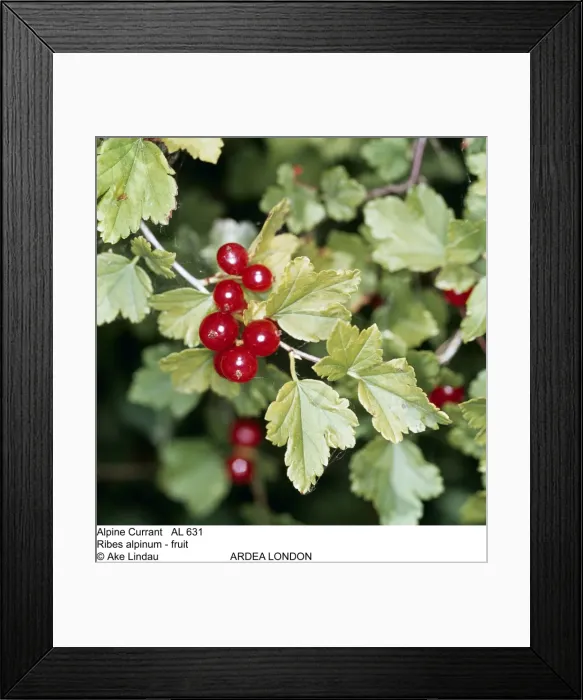 Framed Print : Picture No. 10858270 Framed Print : Picture No. 10858270