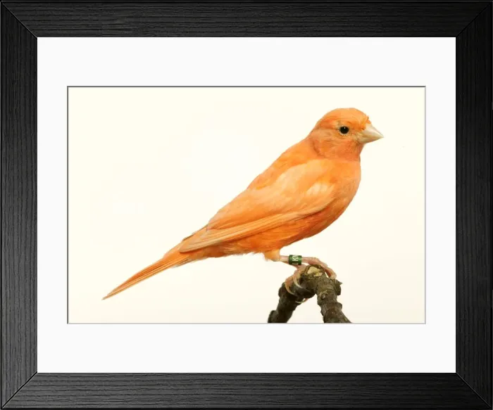 Framed Print : Picture No. 10858408 Framed Print : Picture No. 10858408
