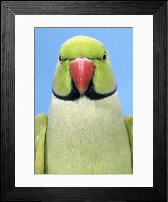 Framed Print : Picture No. 10858319 Framed Print : Picture No. 10858319