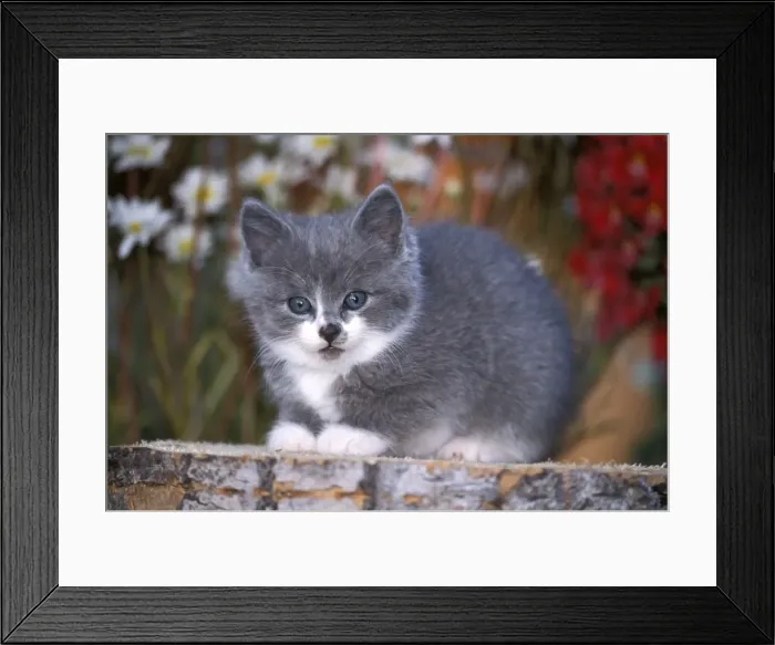 Framed Print : Picture No. 10858447 Framed Print : Picture No. 10858447