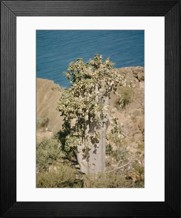 Framed Print : Picture No. 10858386 Framed Print : Picture No. 10858386