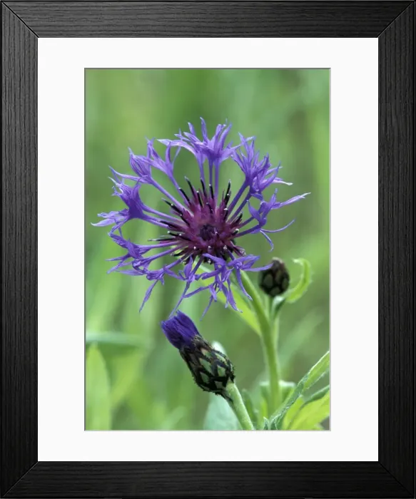 Framed Print : Picture No. 10858448 Framed Print : Picture No. 10858448