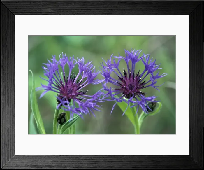Framed Print : Picture No. 10858449 Framed Print : Picture No. 10858449