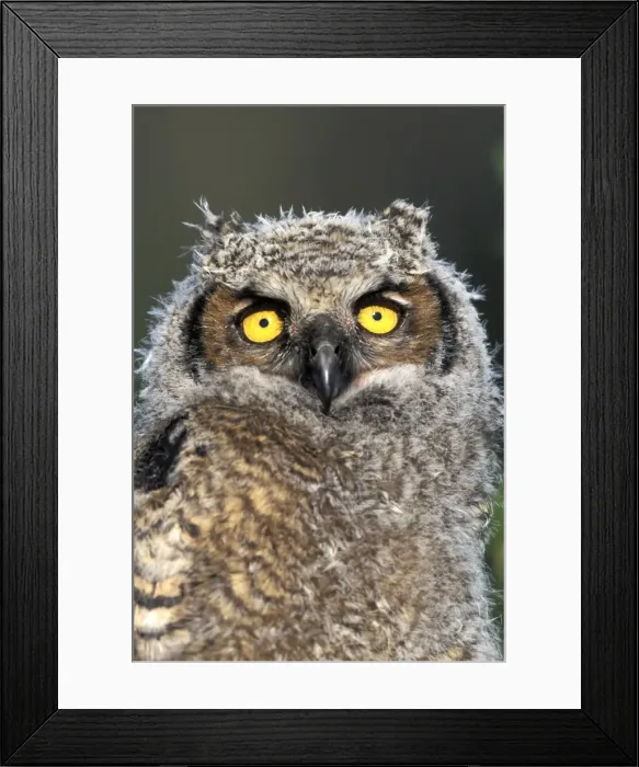 Framed Print : Picture No. 10858451 Framed Print : Picture No. 10858451