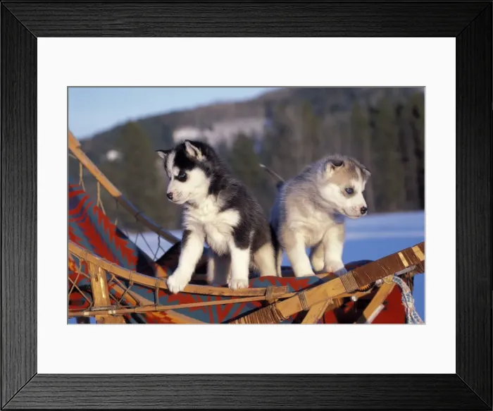 Framed Print : Picture No. 10858443