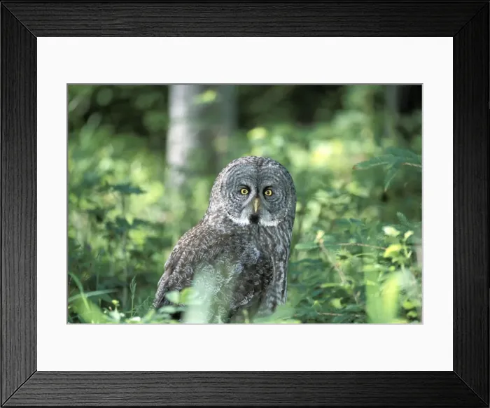 Framed Print : Picture No. 10858454 Framed Print : Picture No. 10858454