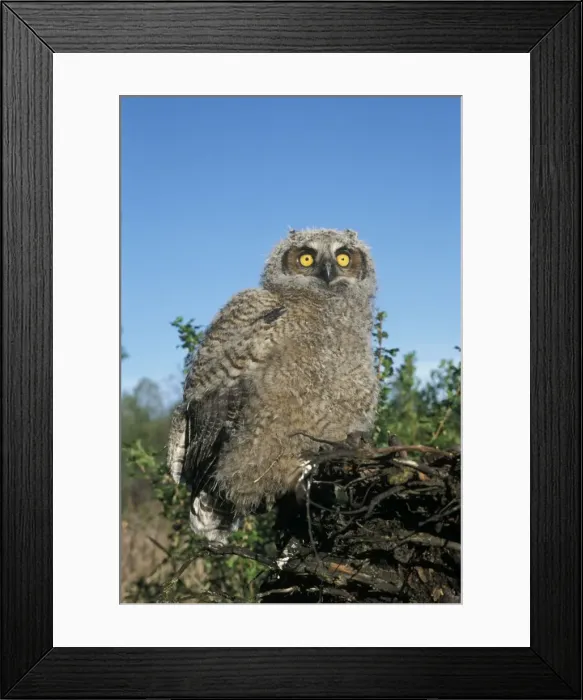 Framed Print : Picture No. 10858452 Framed Print : Picture No. 10858452