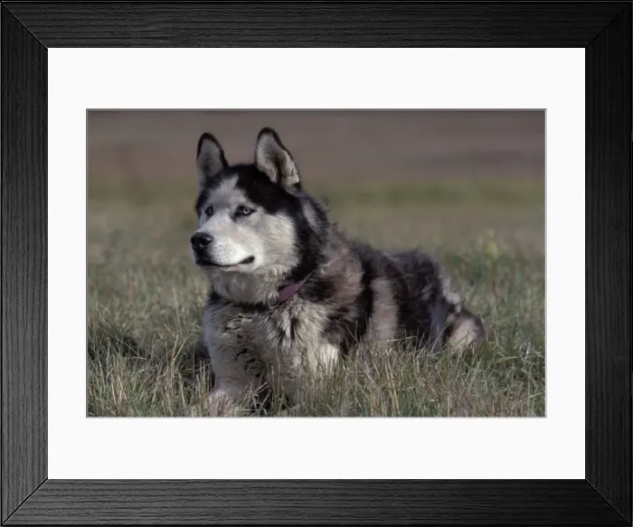 Framed Print : Picture No. 10858446 Framed Print : Picture No. 10858446