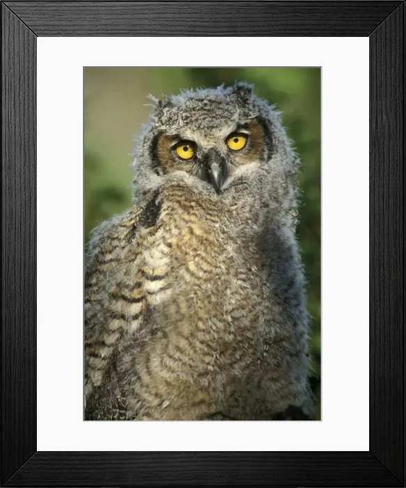 Framed Print : Picture No. 10858450 Framed Print : Picture No. 10858450