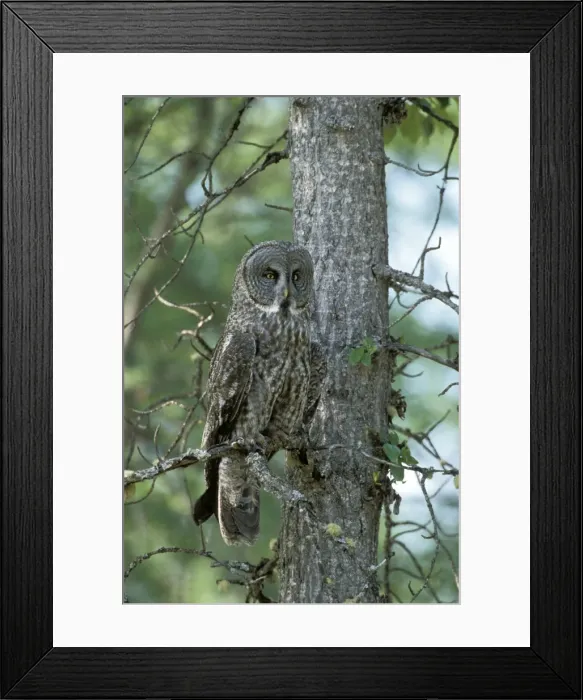 Framed Print : Picture No. 10858453 Framed Print : Picture No. 10858453