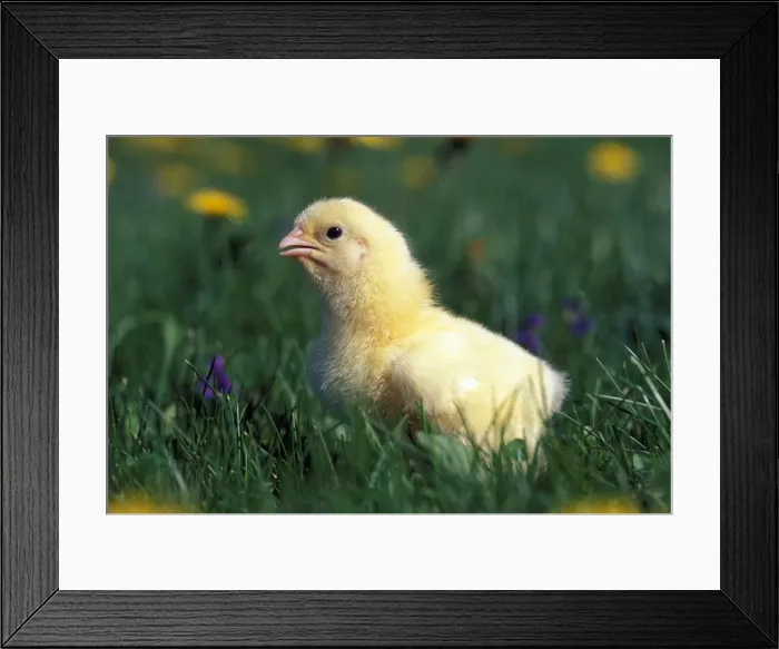 Framed Print : Picture No. 10858458 Framed Print : Picture No. 10858458