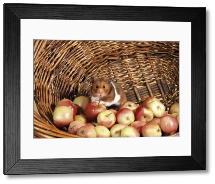 Framed Print : Picture No. 10858461 Framed Print : Picture No. 10858461