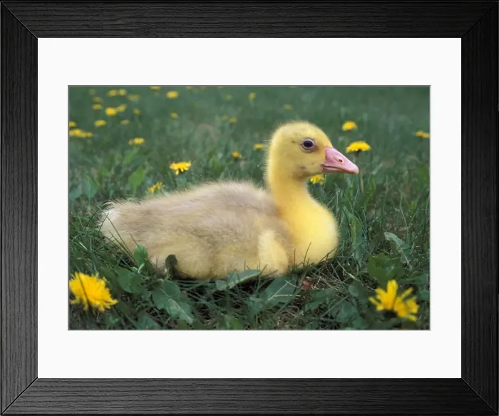 Framed Print : Picture No. 10858459 Framed Print : Picture No. 10858459