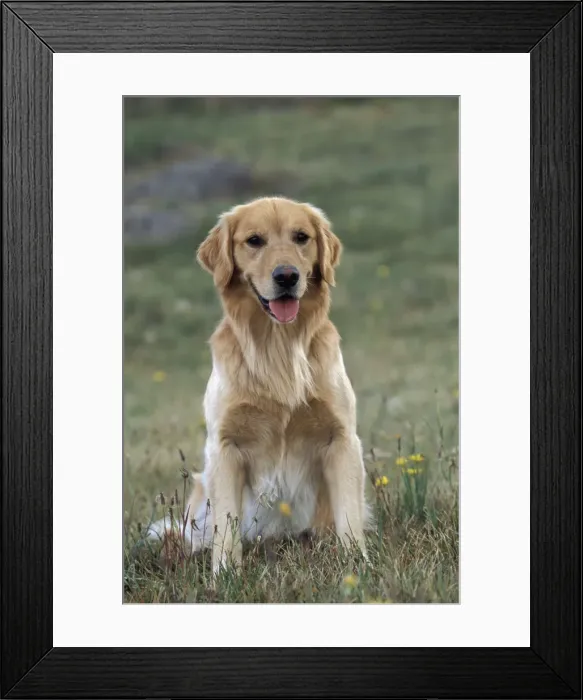 Framed Print : Picture No. 10858456 Framed Print : Picture No. 10858456