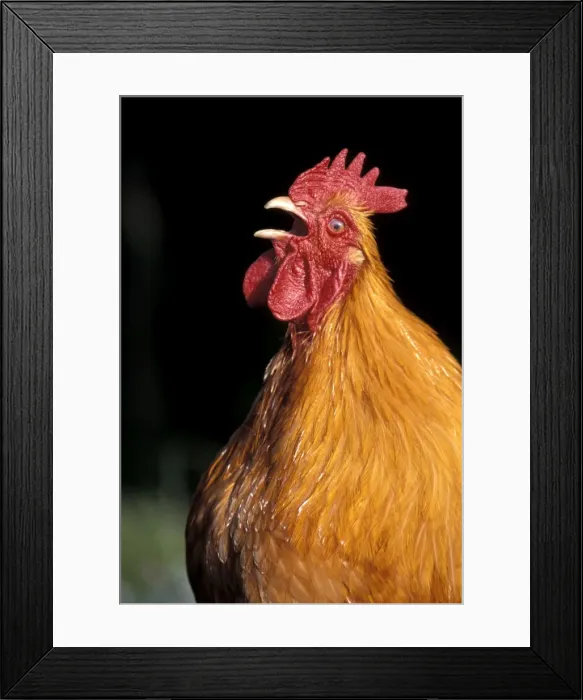 Framed Print : Picture No. 10858460 Framed Print : Picture No. 10858460