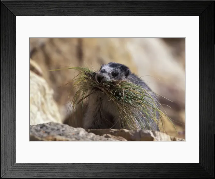 Framed Print : Picture No. 10858466 Framed Print : Picture No. 10858466
