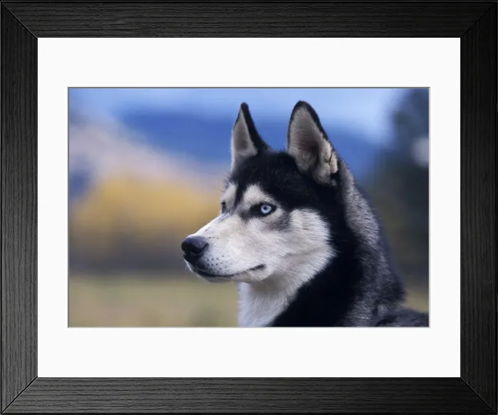 Framed Print : Picture No. 10858462 Framed Print : Picture No. 10858462