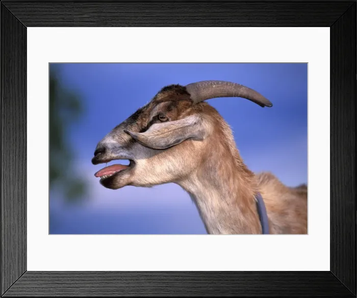 Framed Print : Picture No. 10858463 Framed Print : Picture No. 10858463