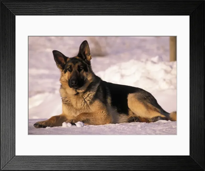 Framed Print : Picture No. 10858465 Framed Print : Picture No. 10858465