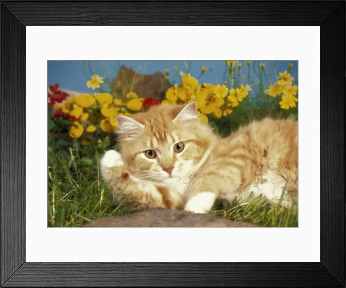 Framed Print : Picture No. 10858464 Framed Print : Picture No. 10858464