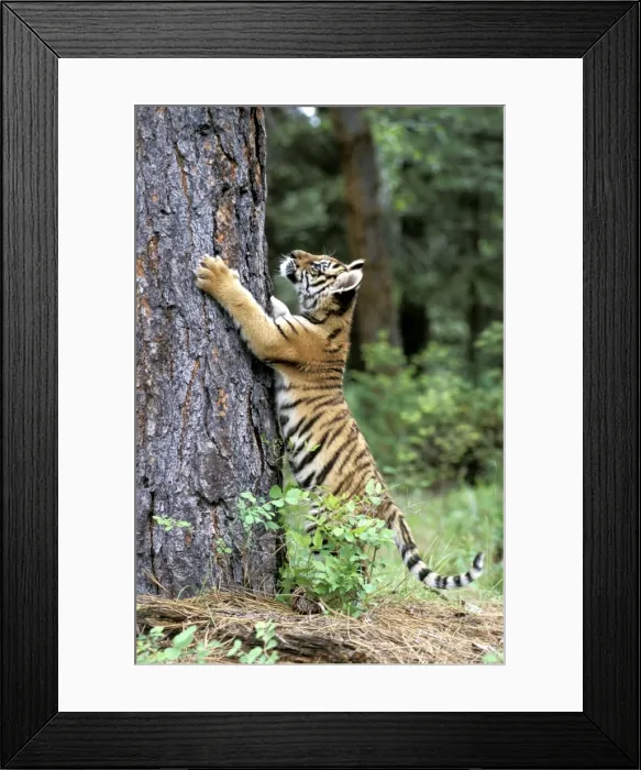 Framed Print : Picture No. 10858468 Framed Print : Picture No. 10858468