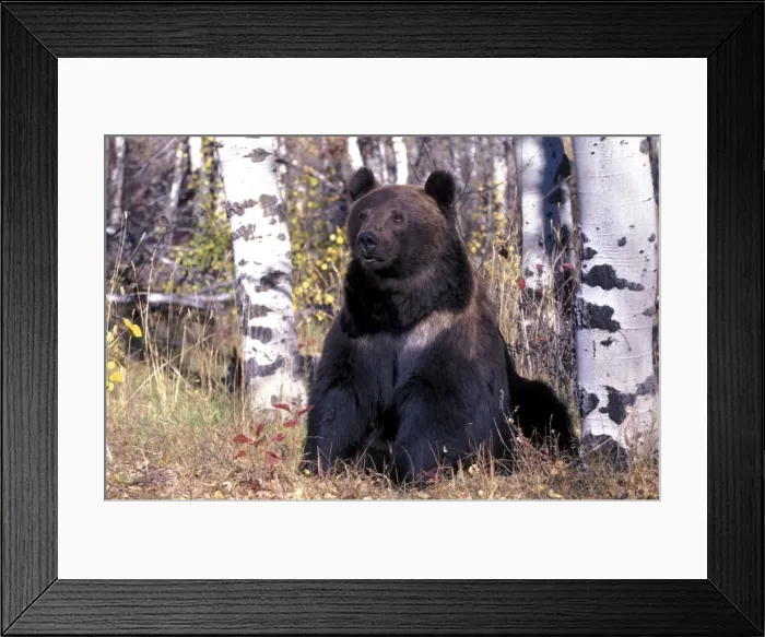 Framed Print : Picture No. 10858471 Framed Print : Picture No. 10858471