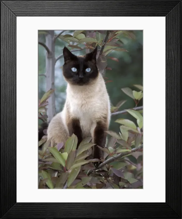 Framed Print : Picture No. 10858470 Framed Print : Picture No. 10858470